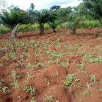 Cash crops farming projects help alleviate poverty and famine